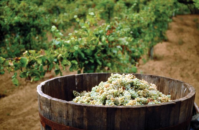 Vindimas do vinho Alvarinho em Monção