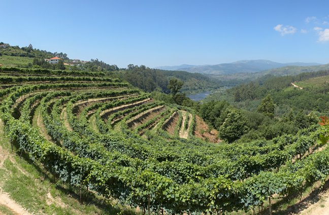 Vista panorâmica de vinhas em Melgaço
